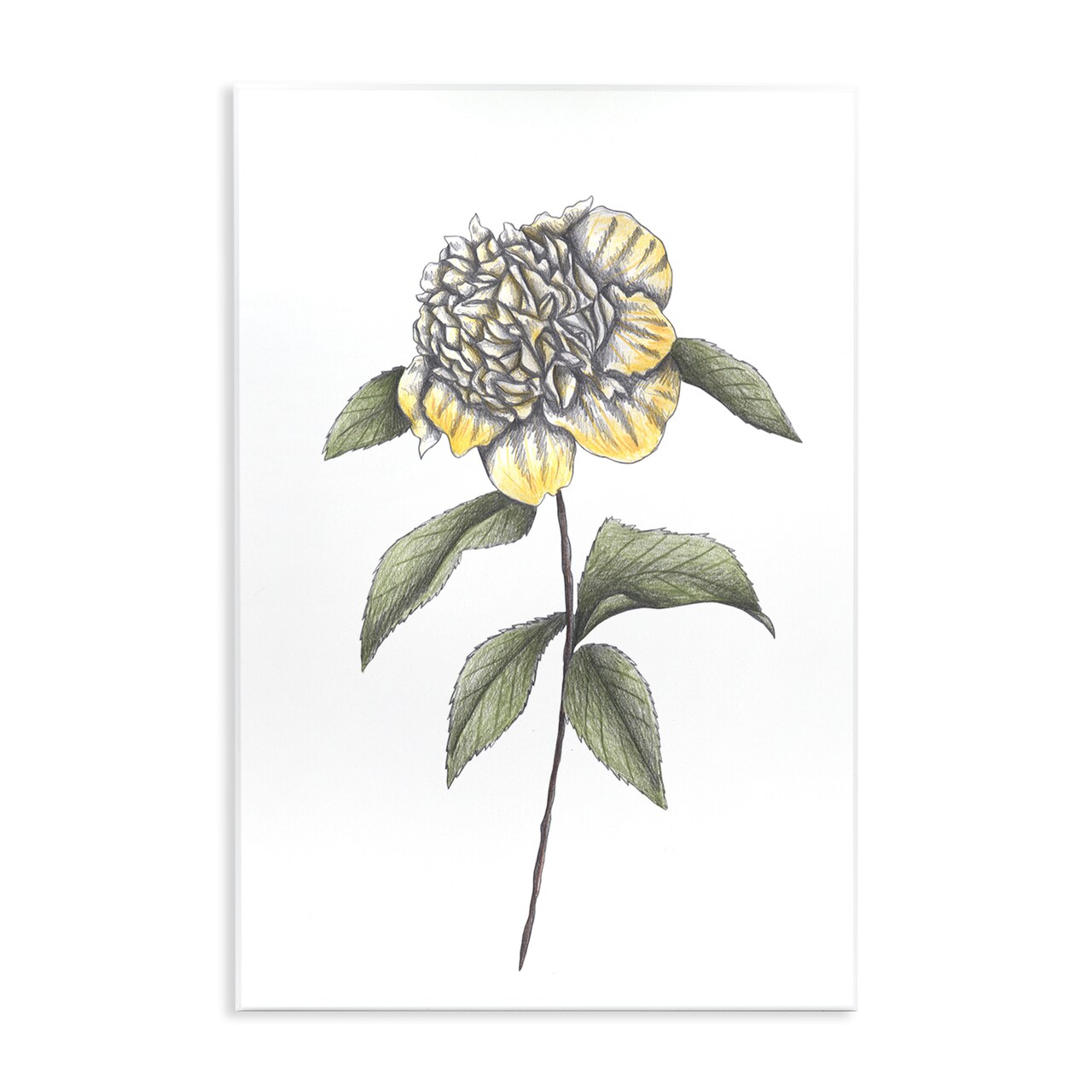 Stupell Industries Camellia Flower Illustration Wall Plaque, design by Cecilia Battaini